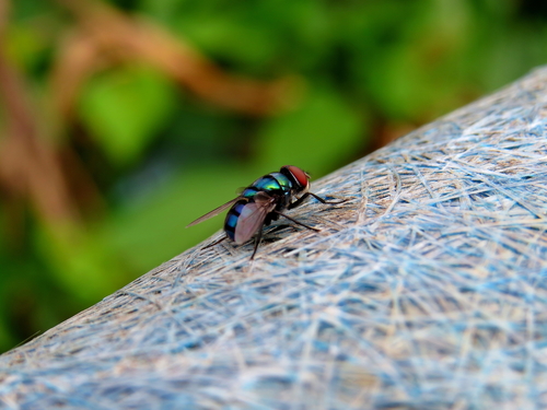 New World Screwworm Fly photo 2