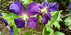 Clematis × jackmanii
