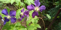 Clematis × jackmanii