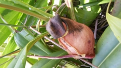 Nepenthes madagascariensis