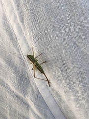 Conocephalus saltans