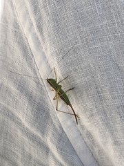 Conocephalus saltans