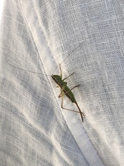 Conocephalus saltans