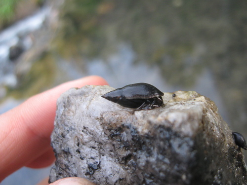 Melanopsis etrusca, 2011-09-08