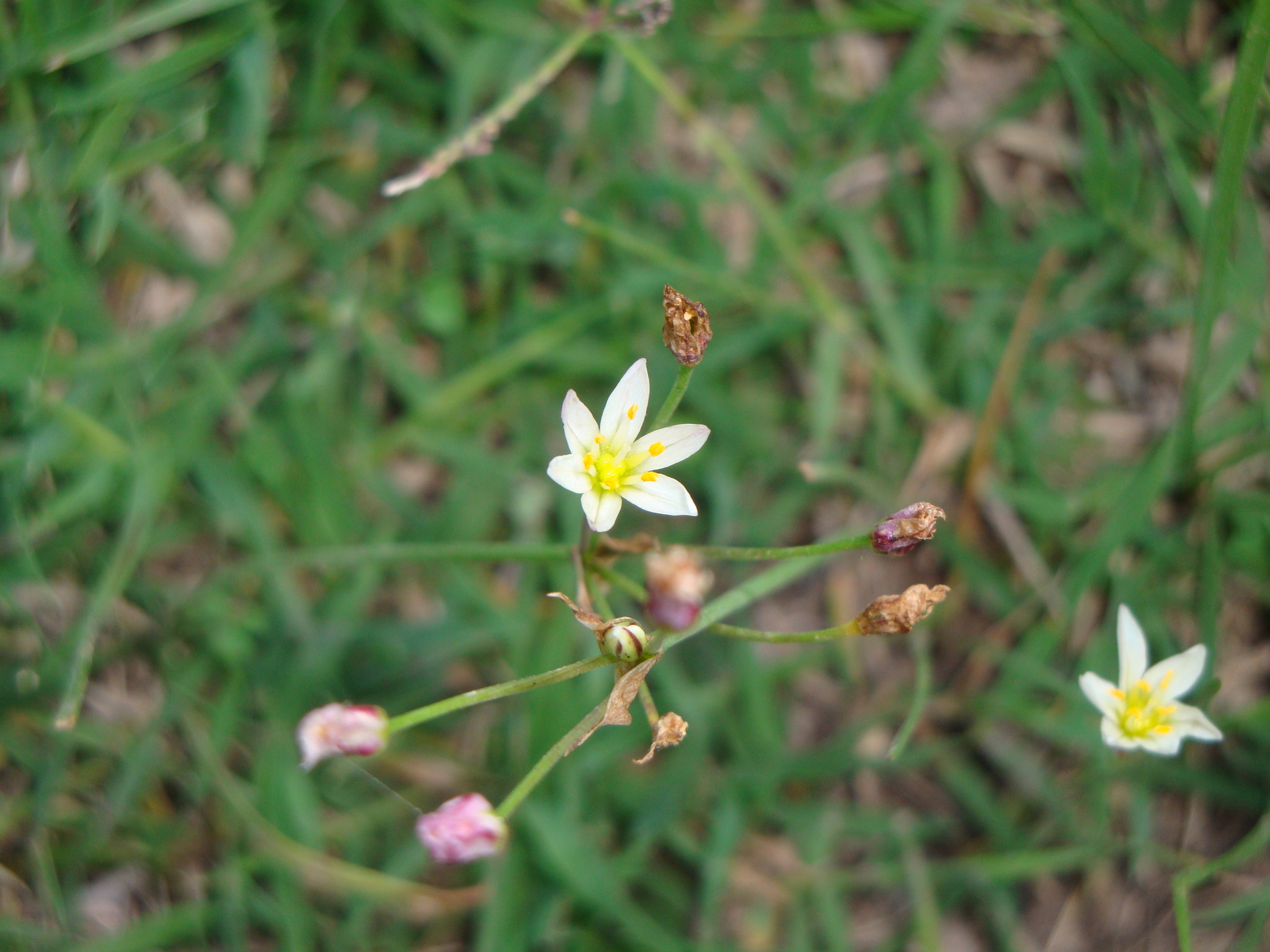 Nothoscordum bonariense