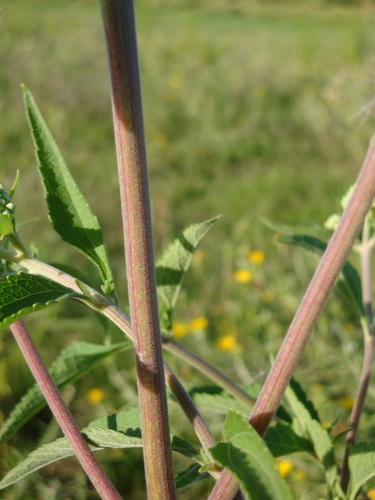 Image of Austroeupatorium inulifolium by (c) Nicolas Olejnik, some rights reserved (CC BY)