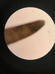 Odonthalia floccosa