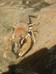 Cambarus coosae