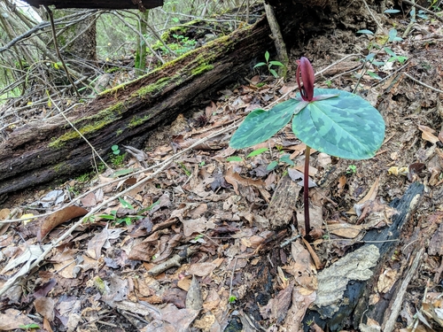 Mississippi River wakerobin