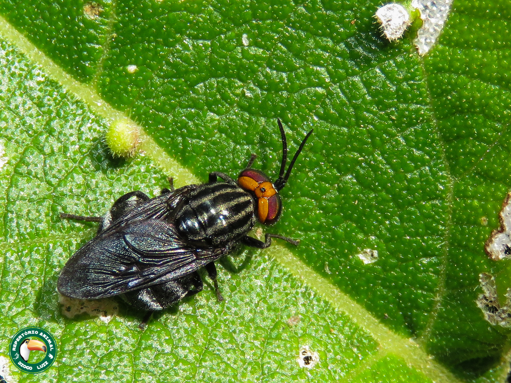Chordonota inermis