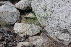 Angelica lineariloba
