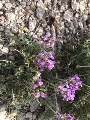 Oxytropis lambertii