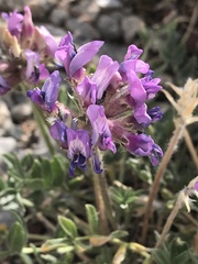 Oxytropis lambertii