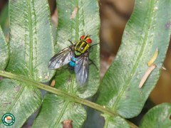 Chrysoexorista
