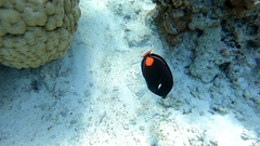 Acanthurus achilles