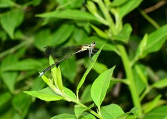 Anisopleura lestoides