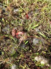 Oryctolagus cuniculus cuniculus