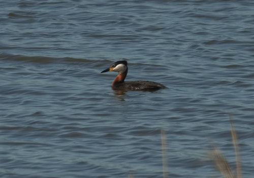 Somormujo cuellirrojo (Podiceps grisegena)