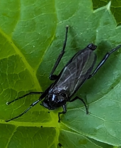 Hawthorn Fly, Noordwijkerhout, Nederland, photo 8 of 10