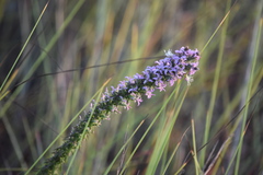 Liatris carrizana