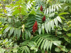 Rhus × borealis