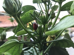 Chrysomela populi