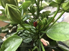 Chrysomela populi