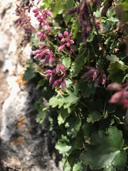 Heuchera pulchella
