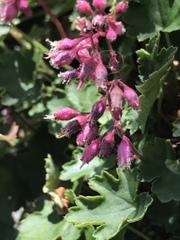 Heuchera pulchella