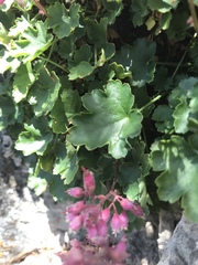 Heuchera pulchella
