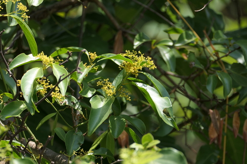 mopane paddlepod (Reissantia indica)