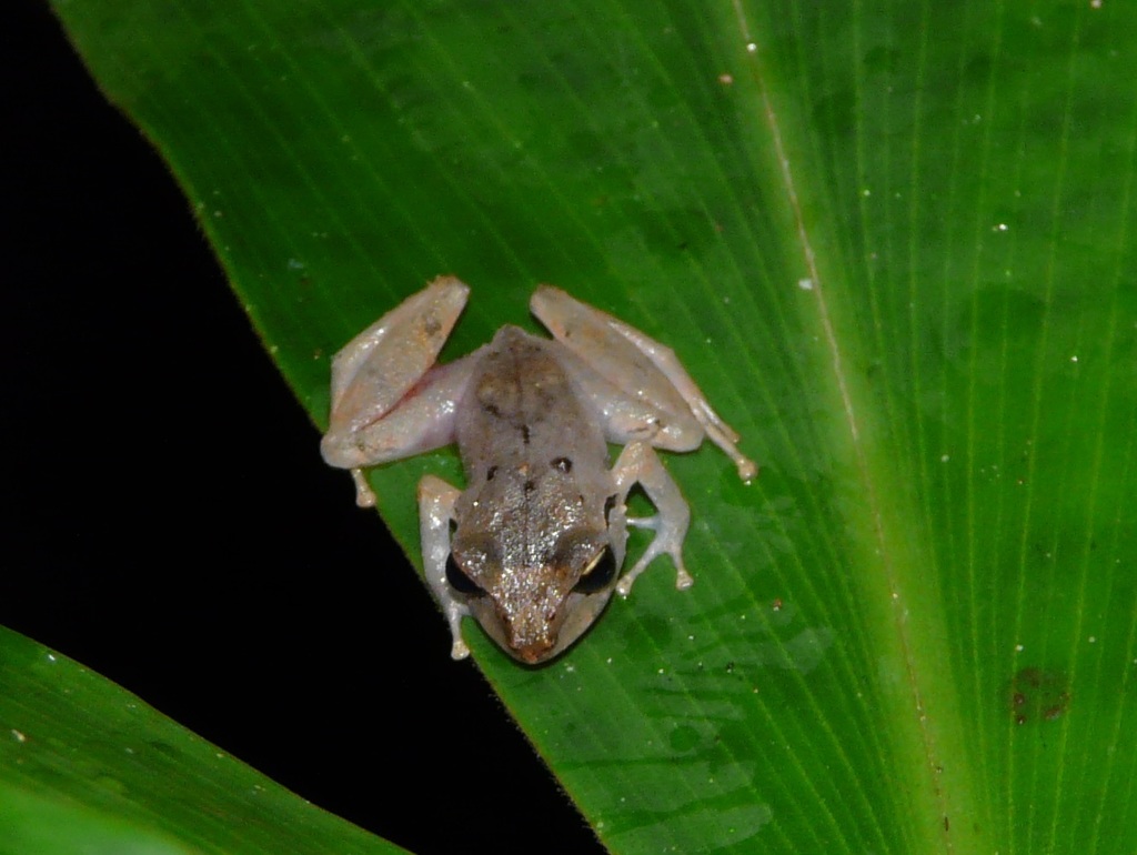 Lesser Antilles Robber Frog