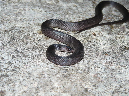 Hallowell's Coffee Snake