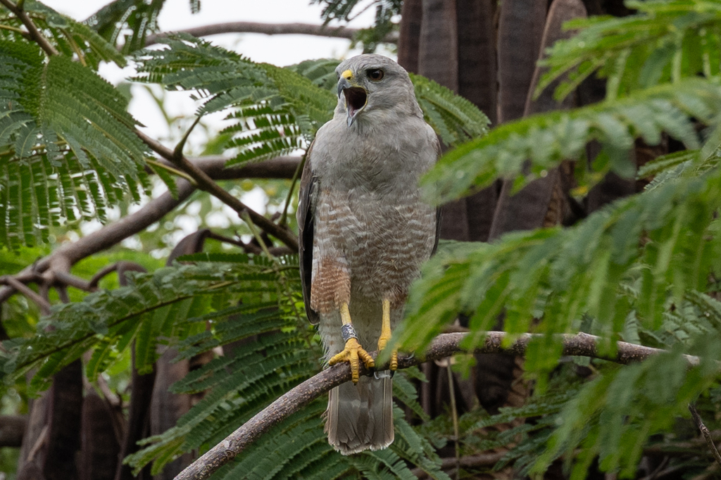 Ridgway's Hawk