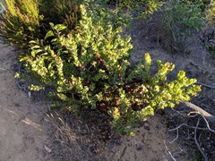 Arctostaphylos catalinae