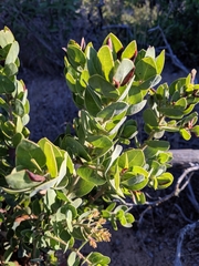 Arctostaphylos catalinae