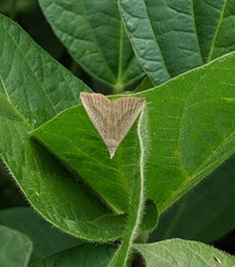 Macrochilo louisiana