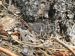 Plestiodon multivirgatus