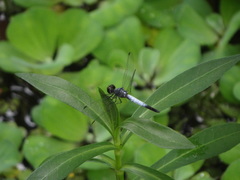 Brachydiplax sobrina