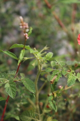 Solanum lycopersicum cerasiforme
