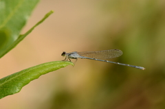 Pseudagrion hypermelas