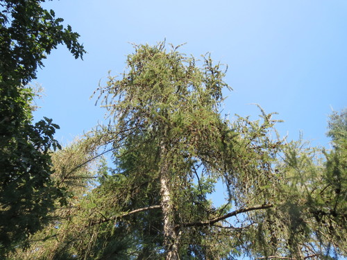 European larch