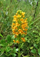 Platanthera cristata