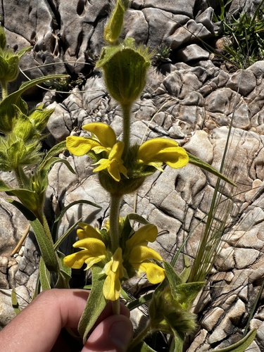 Avistamiento Phlomis lychnitis