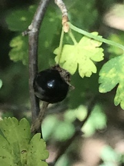 Ribes montigenum
