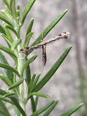 Anstenoptilia