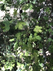 Ribes montigenum