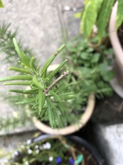 Anstenoptilia