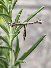 Anstenoptilia