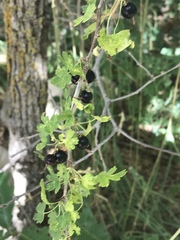 Ribes montigenum